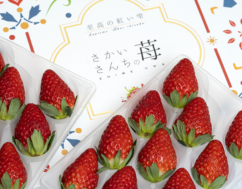 酒井農園「紅い雫（あかいしずく）」愛媛県産いちご 2パック（1パック