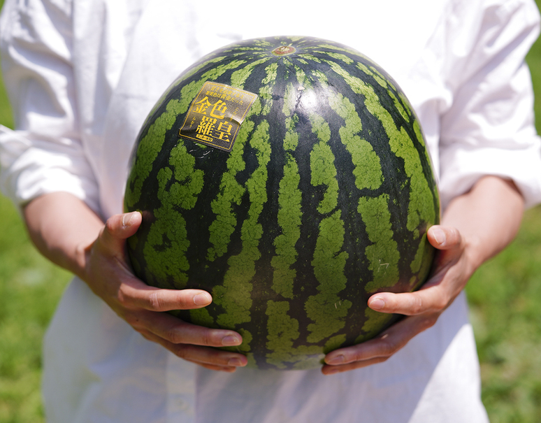 目崎勇一さんの金色羅皇すいか』新潟県産 1玉 8kgUP 産地箱 ※冷蔵｜お