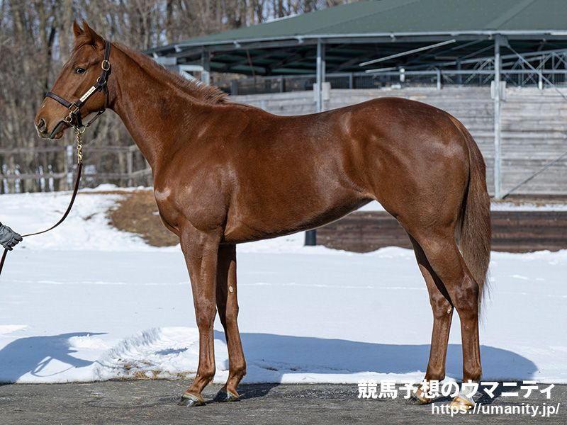 中京2歳S2025】出走予定馬最速チェック 未勝利7馬身差圧勝のスター