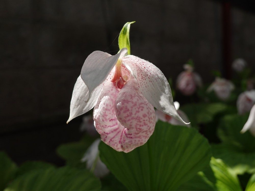 山野草、日本産クマガイソウ（素心）大の花芽2芽付き（キ10）