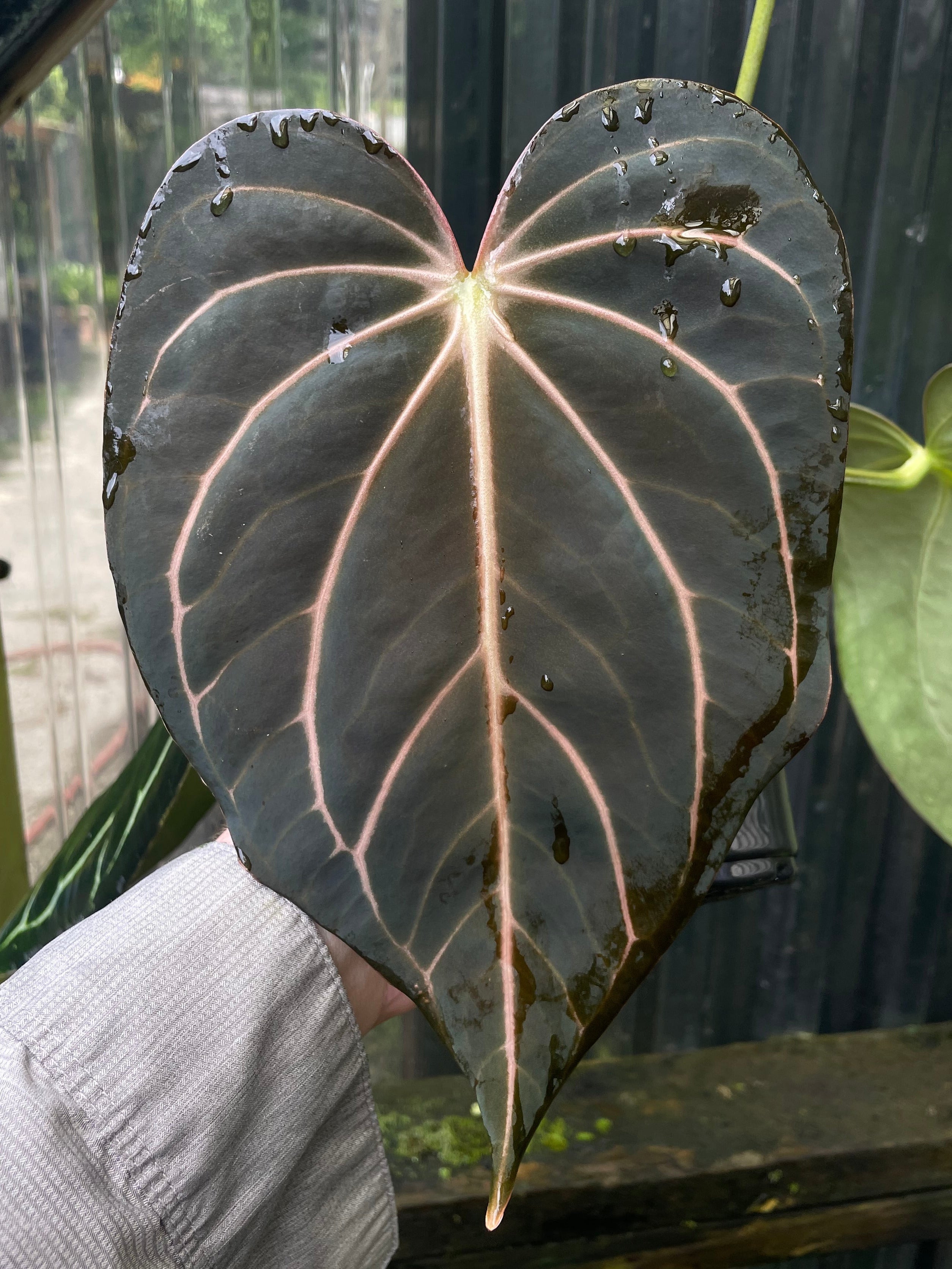 Anthurium Hybrids – understoryoasis