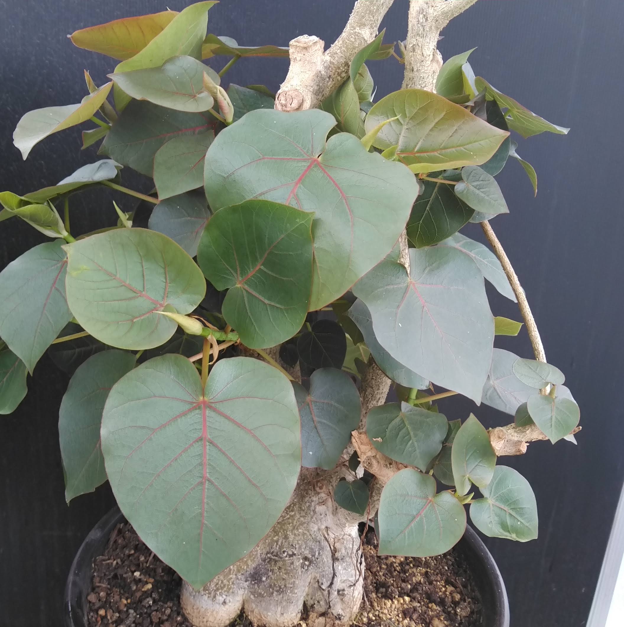 フィカス・ペティオラリス【実生苗】Ficus petiolaris