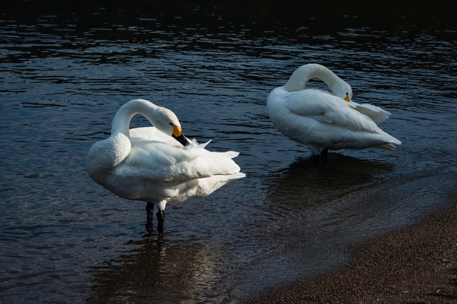 水辺で羽を毛づくろいする2羽の白鳥の写真素材 - フリー素材ぱくたそ