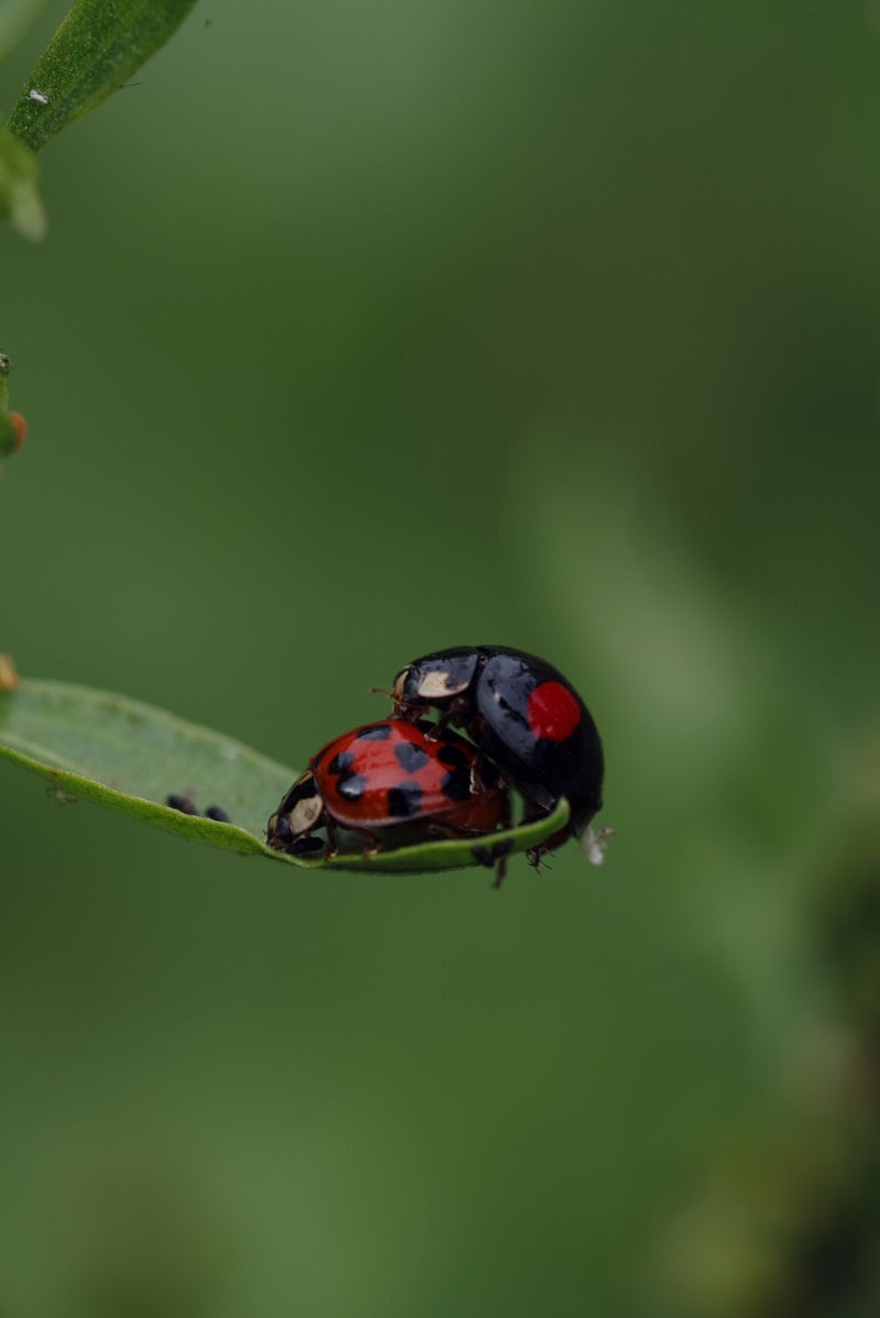 緑の葉でギリギリ危ないところにしがみつく2匹のてんとう虫 - ぱくたそ