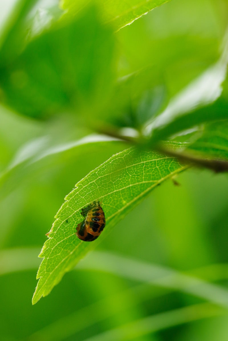 緑の葉でギリギリ危ないところにしがみつく2匹のてんとう虫 - ぱくたそ