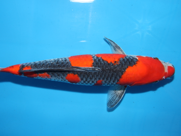 錦鯉 鯉 販売 通販 ネット オス親候補 黒五色 38cm - 錦鯉販売 株式