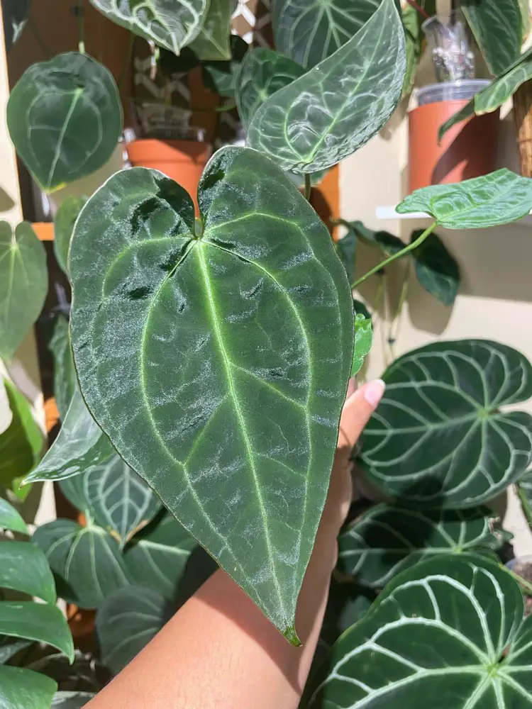 Anthurium Ace of Spades X (Carlablackiae x Ace of Spades