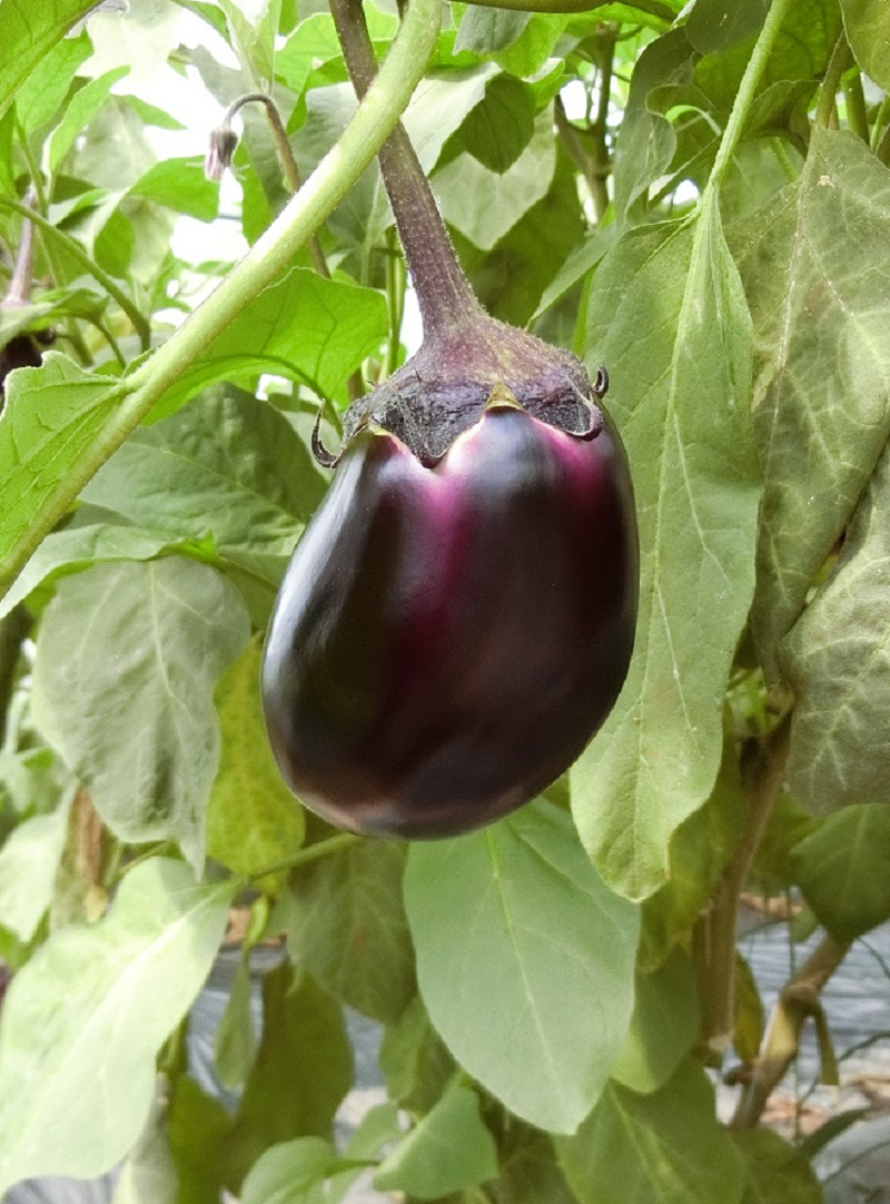 大阪府 :: なすの主な産地 :: 野菜の生育・出荷等動向 :: ベジ探