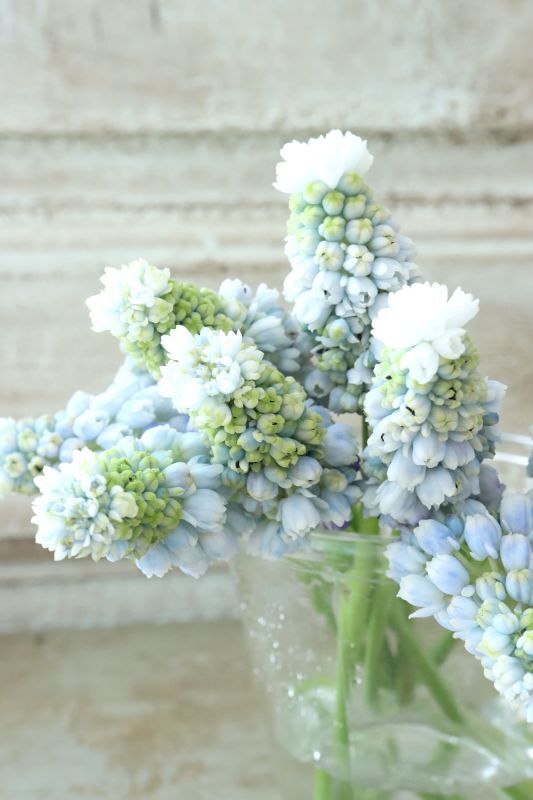 芽出し球根 八重咲きムスカリ 