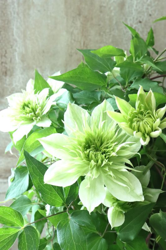 八重咲きクレマチス 