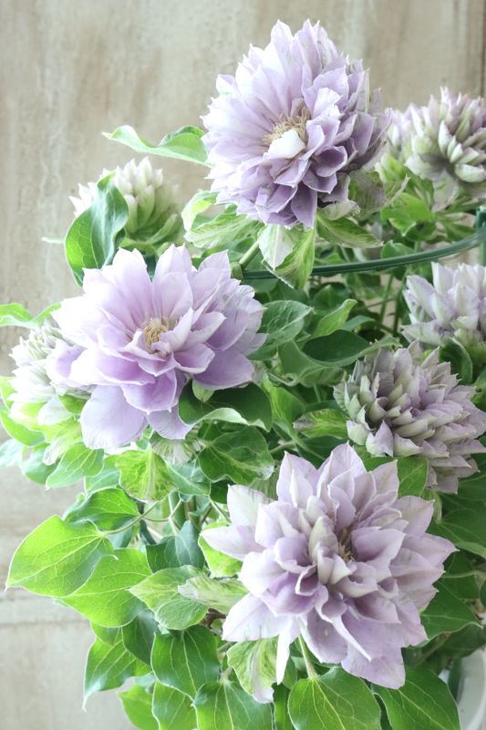 八重咲きクレマチス 