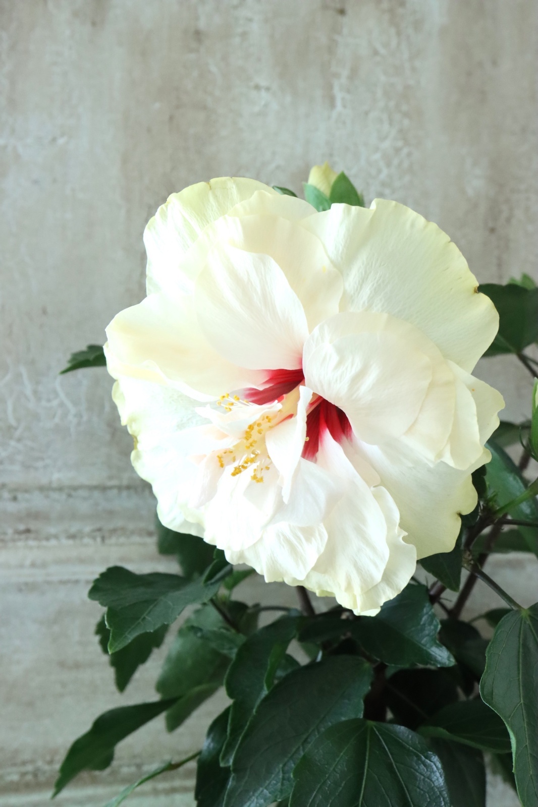 八重咲きハイビスカス 