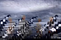 Nemurenai Boku no Shumi Type A - SCAPEGOAT | vkgy (ブイケージ)