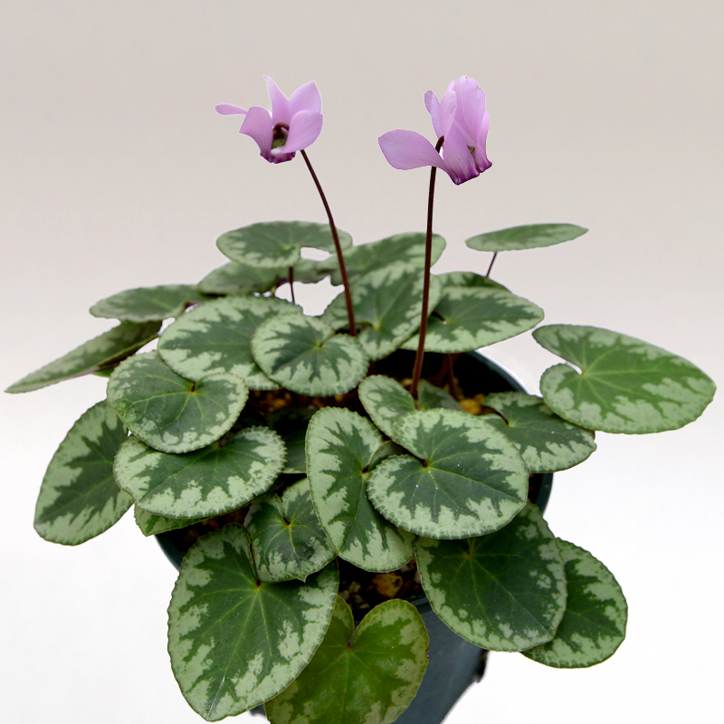 原種シクラメン プルプラセンスについて Cyclamen purpurascens