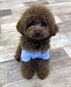 きなこちゃん | WanPeace 犬のためのようちえん | 川崎市麻生区にある