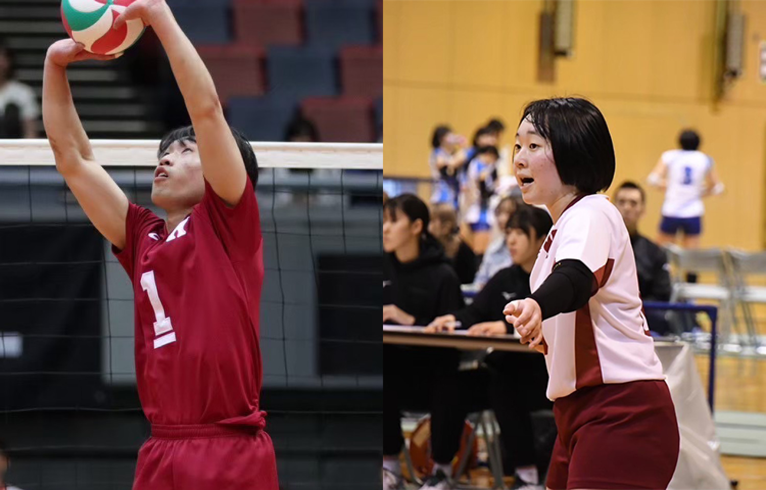 早稲田大学バレーボール部