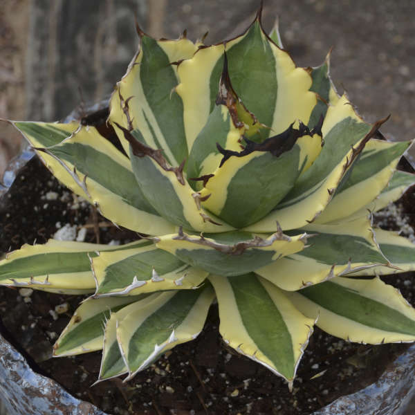 Agave titanota 'Snaggle Tooth' | Walters Gardens, Inc.