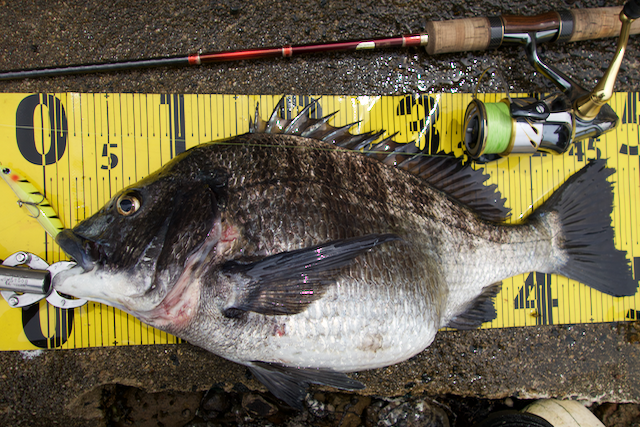 ワールドシャウラ 2751R−2 レビュー - WeedbedMonster