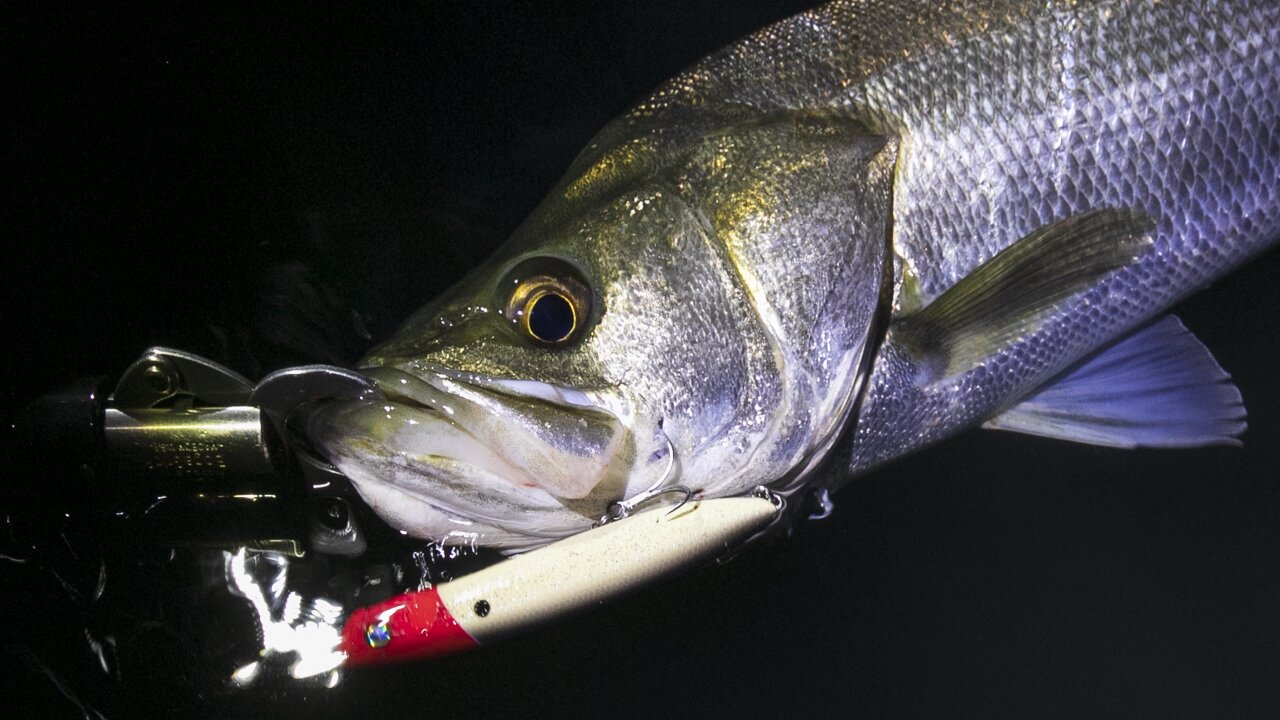 東北・新潟】秋のシーバス釣り場ガイド 青森・宮城・山形・新潟、釣具