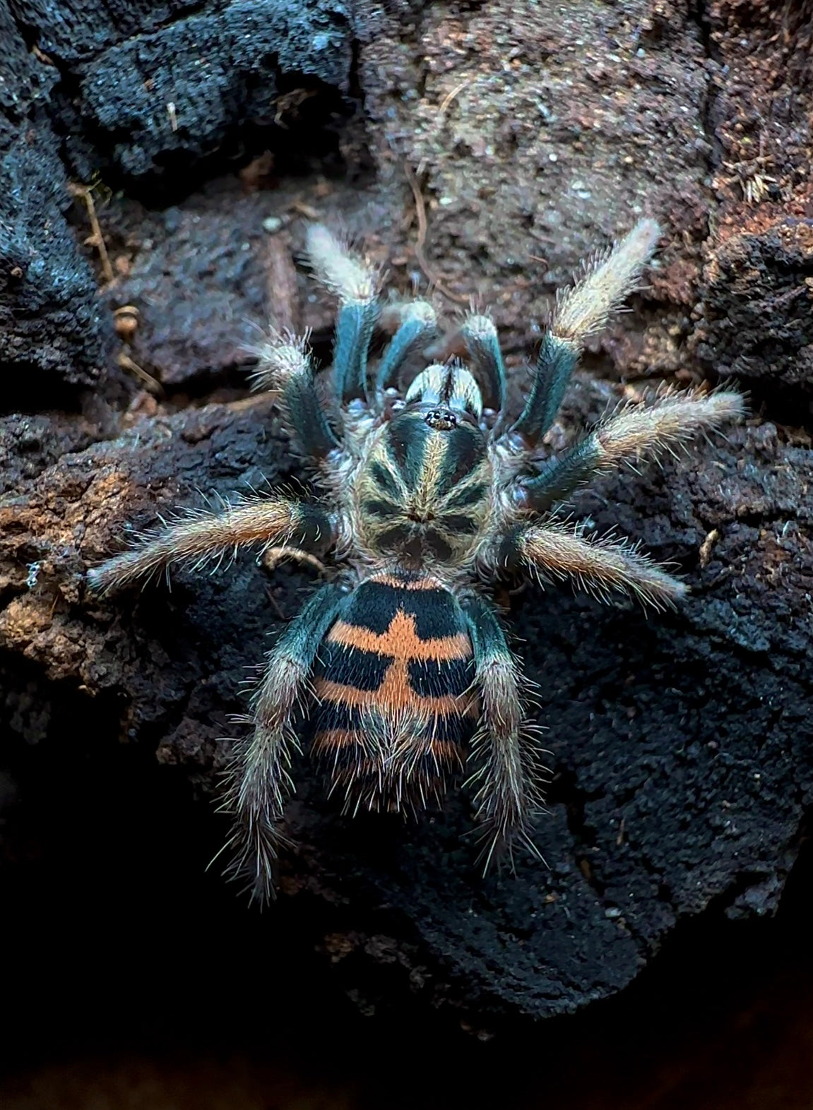 Davus sp. chiapas - Frozen Flame Tiger Rump - Extremely Rare