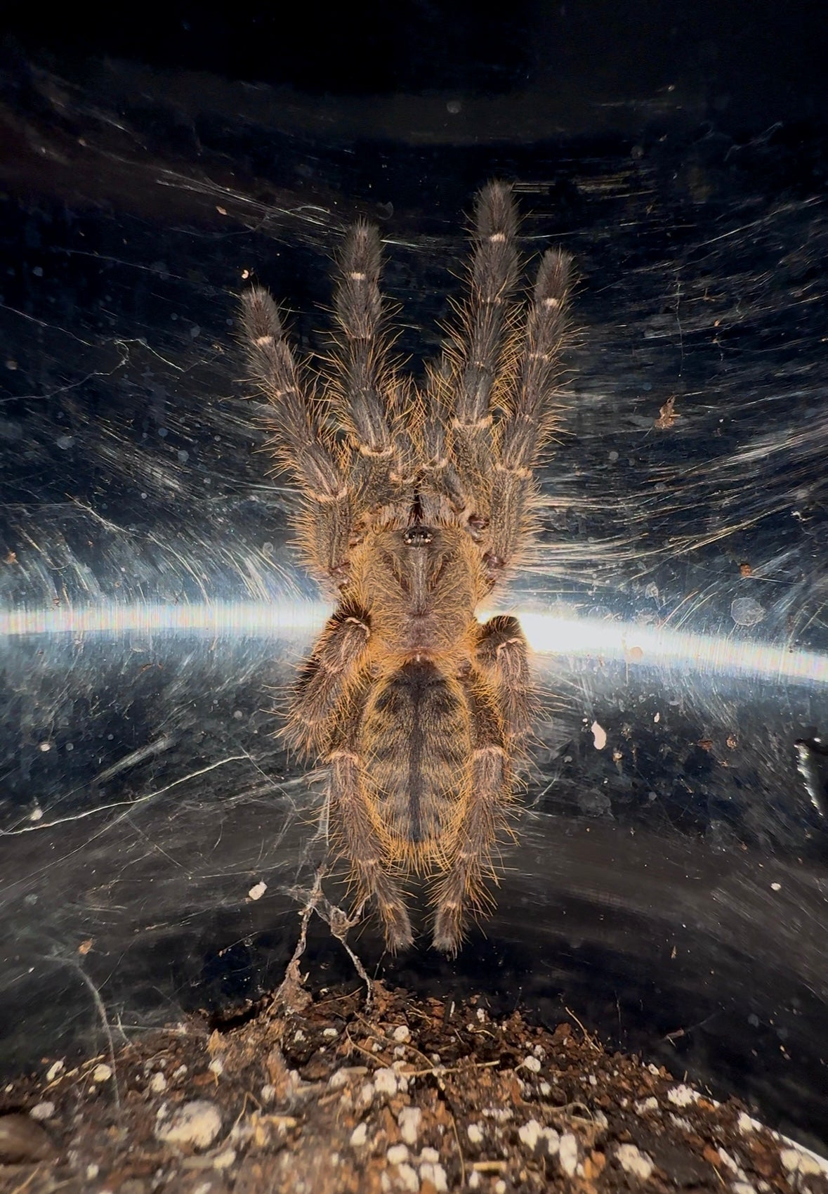 Old World Tarantulas – Westside Tarantulas