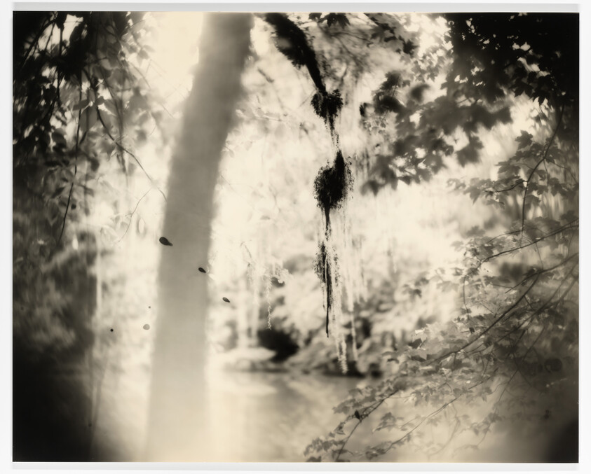 Sally Mann | Untitled (Deep South #16) | Whitney Museum of