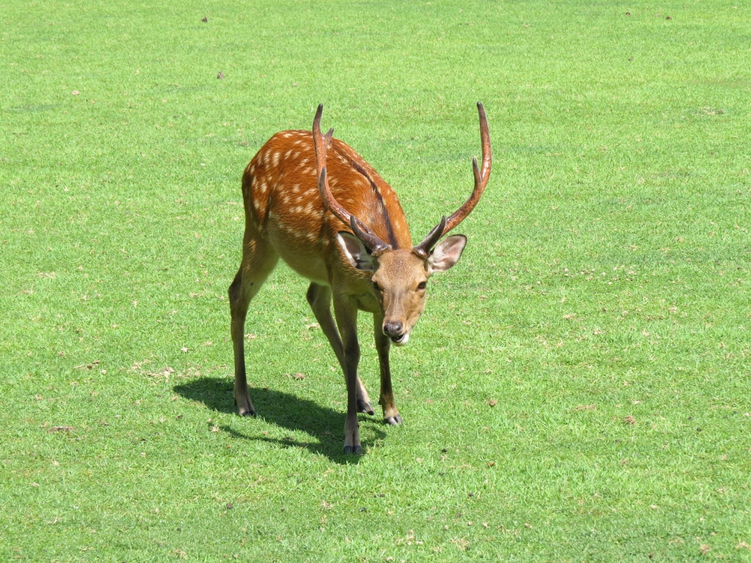 ニホンジカ 学名：Cervus nippon｜野生生物共有図鑑