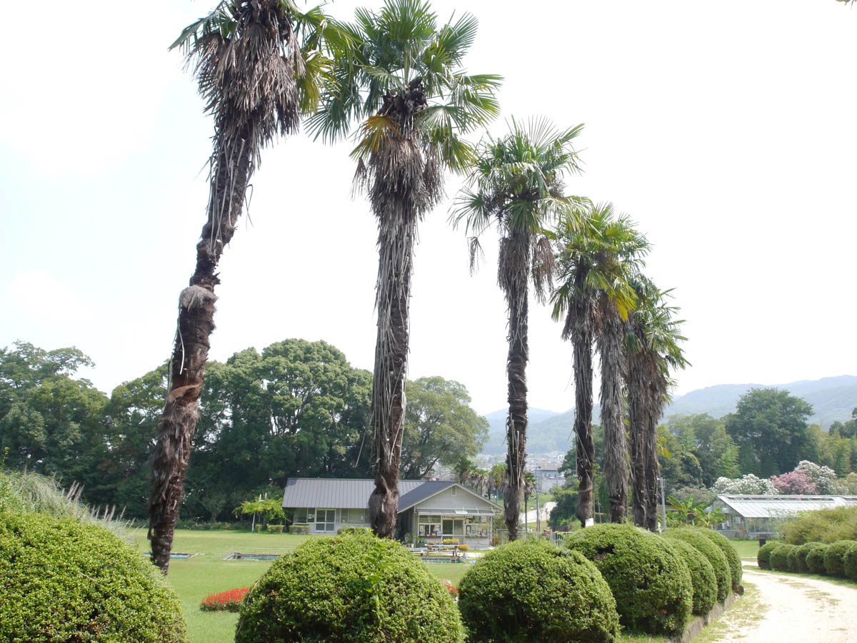 シュロ（棕櫚、棕梠、椶櫚） |世界の木材・樹木|8-樹木|木の情報発信基地