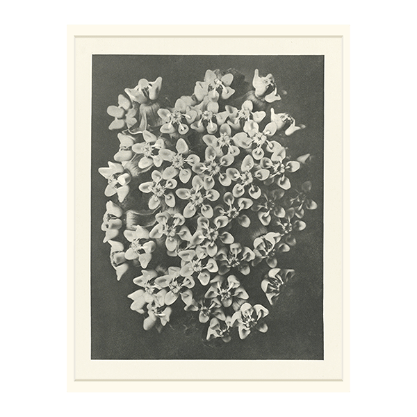 BLO04_mat.png?v=1623751467