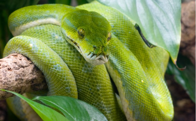 グリーンパイソンの飼育方法｜値段や寿命、必要なケージは？ - WORIVER