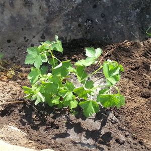 スグリを挿し木で増やす｜果樹栽培記録