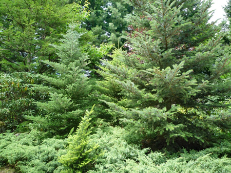 庭の景観を美しく保つ人気の常緑樹コニファー「Conifer」 - 庭サポ