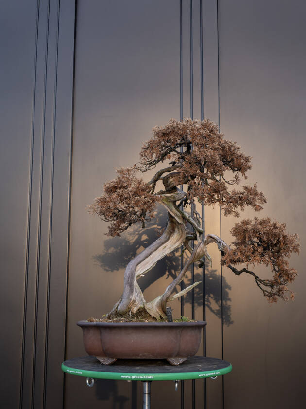 真柏(大) – 心綺園