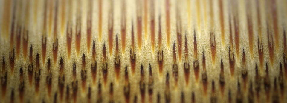 Bamboo, a high-performance natural composite - Cobratex