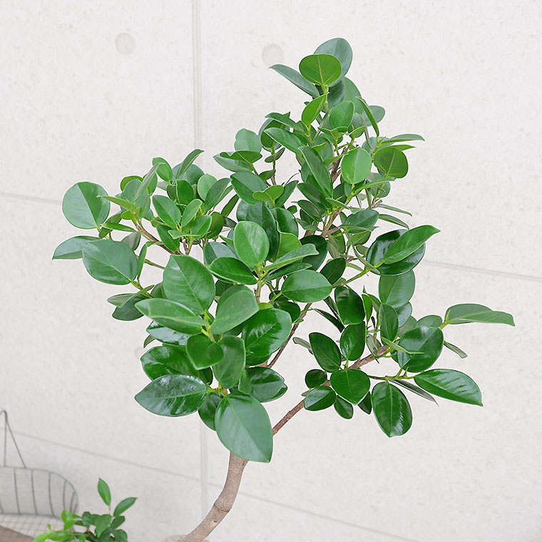 ガジュマル（フィカス）・ジャンボリーフ-004 8号鉢 観葉植物と植木鉢