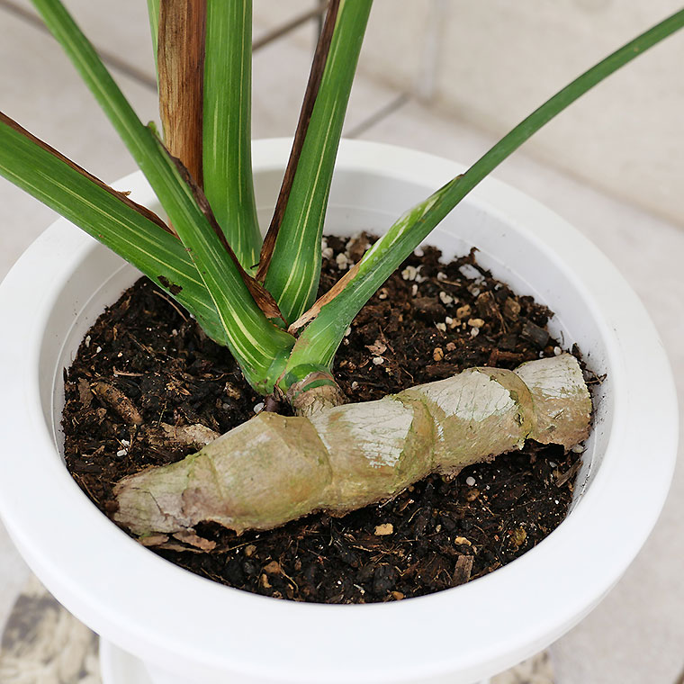 希少種・マニア向け】モンステラ・デリシオーサ 斑入り(ふいり)-006 8