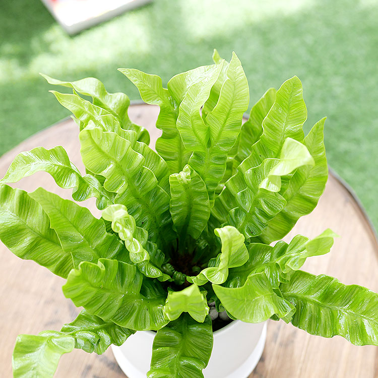アスプレニウム・エメラルドウェーブ 陶器鉢植え・Sサイズ（マット