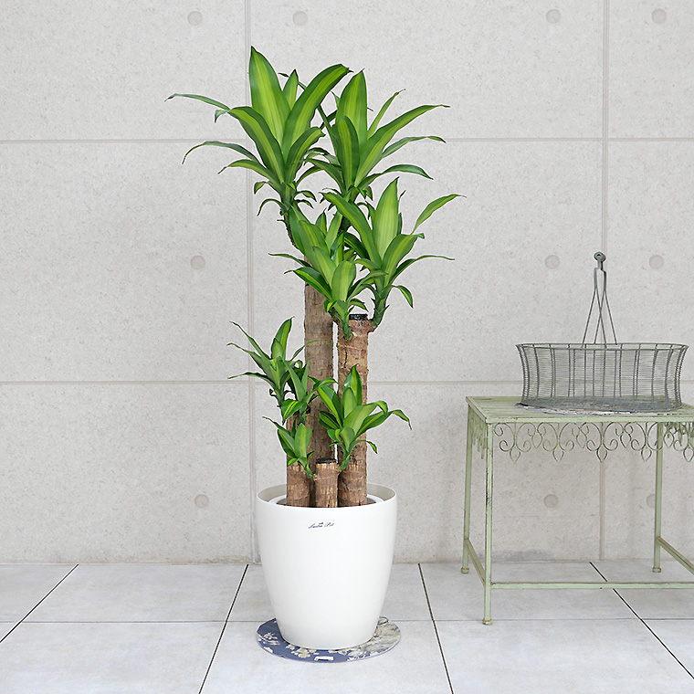 来春4月再販予定】ドラセナ・マッサンゲアナ（幸福の木） 8号鉢 観葉