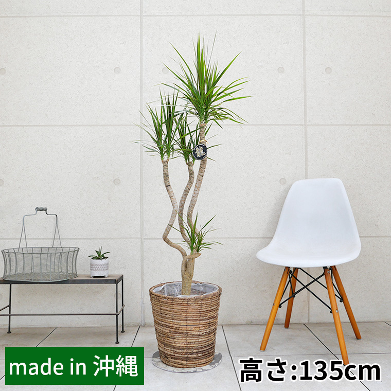 ドラセナ・コンシンネ 「龍」仕立て 8号鉢 観葉植物と植木鉢の専門店