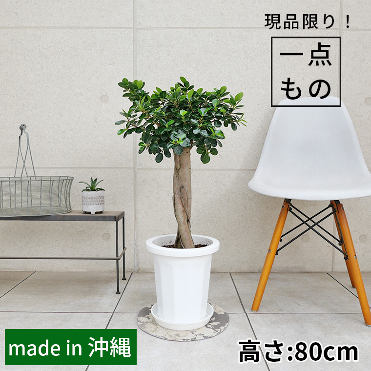 パンダガジュマル-032 8号鉢 観葉植物と植木鉢の専門店cocolate