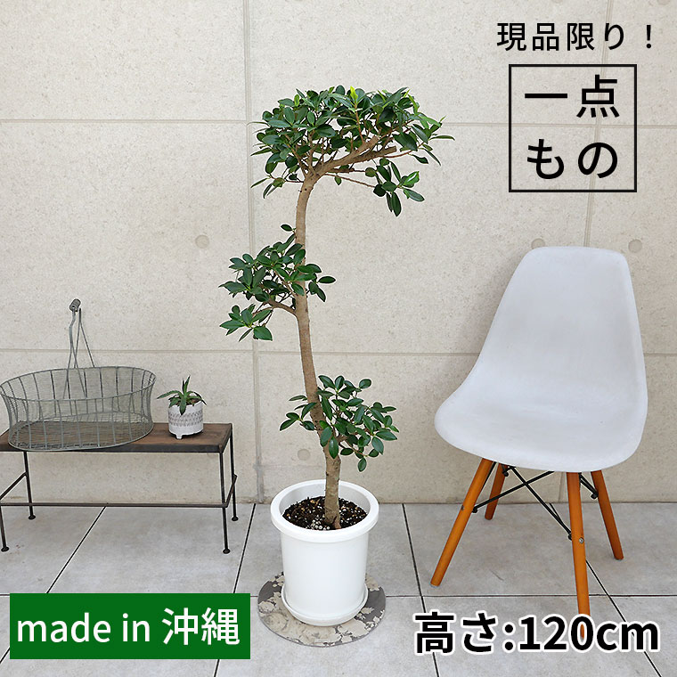 センカクガジュマル-008 8号鉢 観葉植物と植木鉢の専門店cocolate