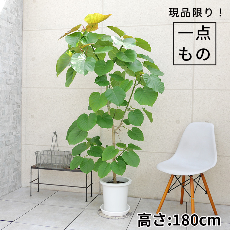 フィカス・ウンベラータ-141 9号鉢 観葉植物と植木鉢の専門店cocolate