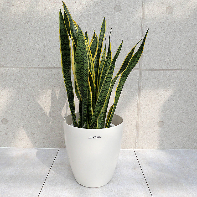 サンスベリア・ローレンティー 7号鉢 観葉植物と植木鉢の専門店