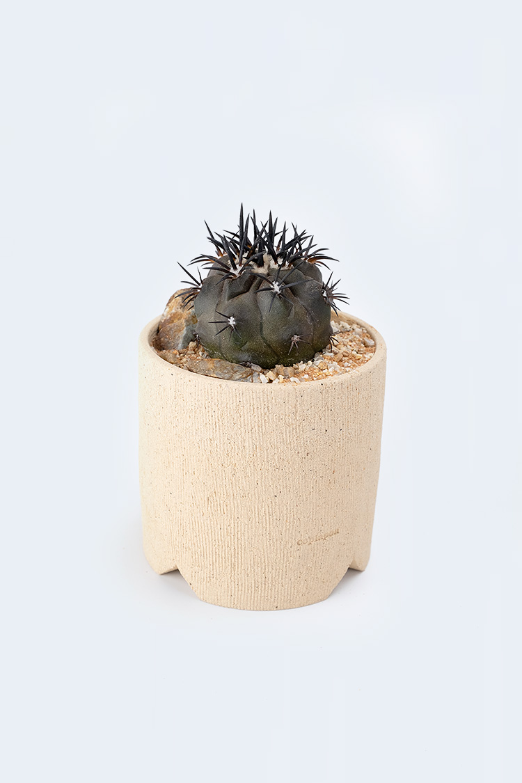 PLANTS&POT：Copiapoa dura × copiapoa pot {co070501}｜copiapoa