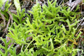 ヒカゲノカズラ目 | Corvet Photo Agency