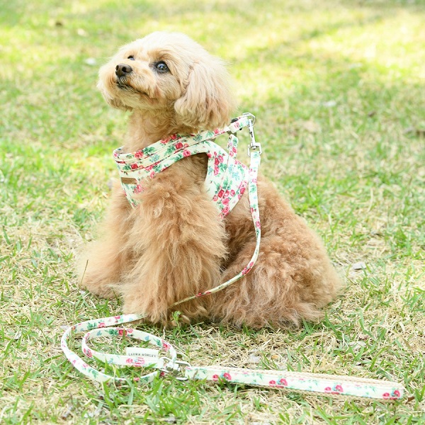 LAURA ASHLEY（ローラアシュレイ）フラワーハーネス｜全2色 | 犬服