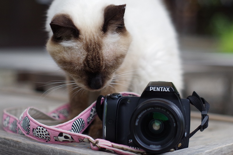 ペンタックス100周年 PENTAX K-S1 【京都の猫 撮影レビュー】