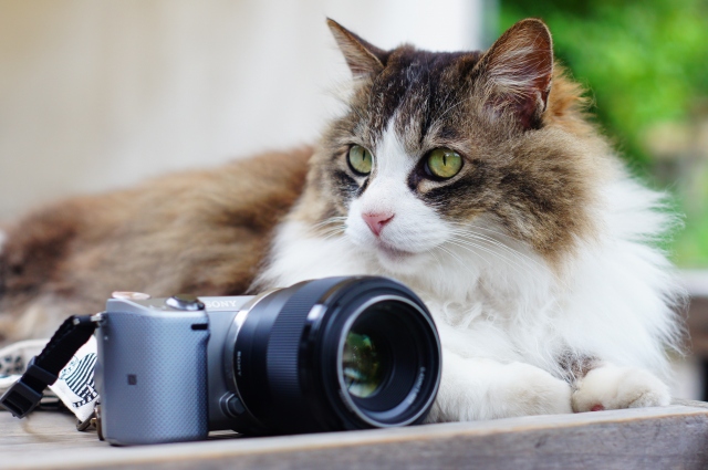 SONY NEX-5/FE50mm f1.8/E55-210mm f4.5-6.3 OSS【京都の猫 撮影