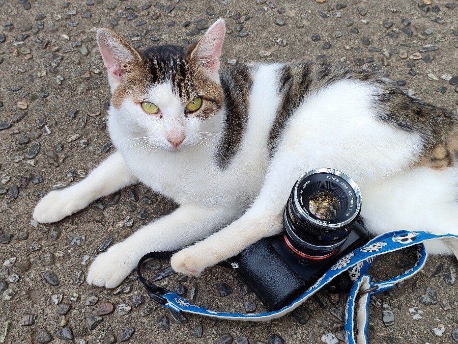 実力派オールドレンズ Canon FD50mm f1.8 【兵庫の猫】撮影レビュー