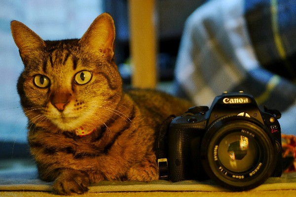 キヤノン EOS Kiss X7猫撮影レビュー【今でも最小・最軽量クラスの一眼